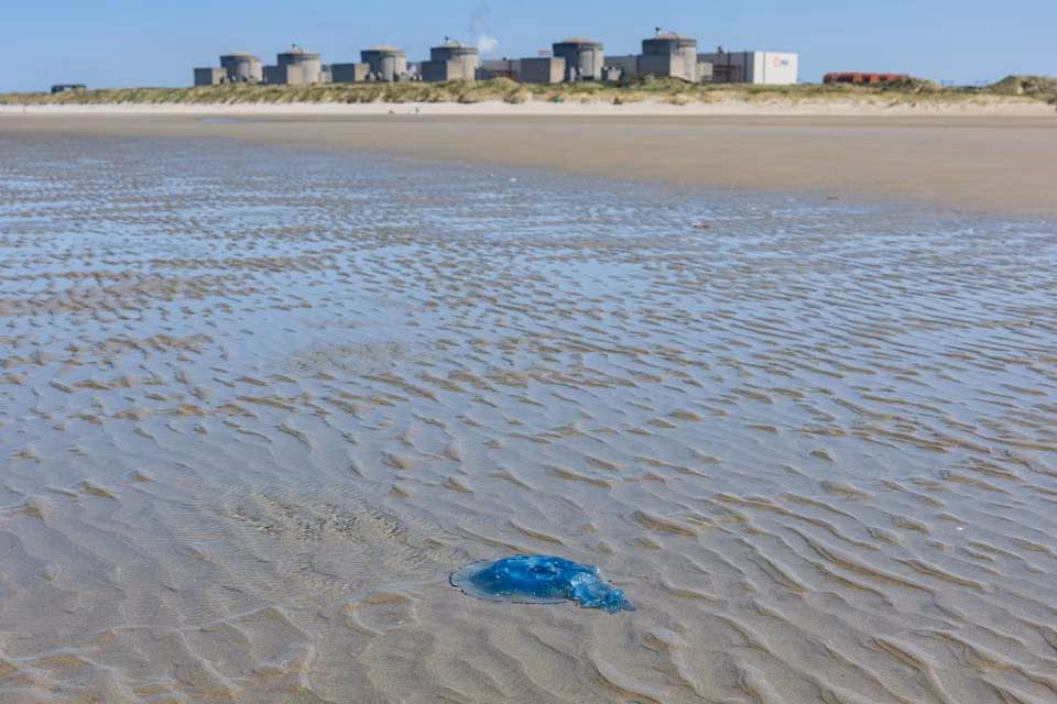 Jellyfish bloom in the seawater pumping station that forced EDF to shut down three reactors at Gravelines in August 2026